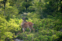 Vancouver Island Real Estate - Coast and Islands