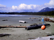 Tofino land for sale.